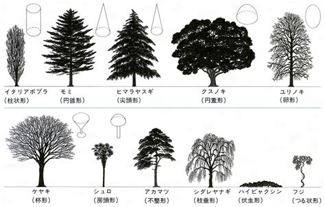 木 形|樹形（じゅけい）とは？ 意味・読み方・使い方をわかりやすく。